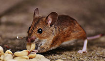 24 Hour & Emergency Exterminators in Miltona, MN
